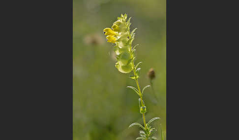 Drüsiger Klappertopf (Rhinanthus rumelicus)