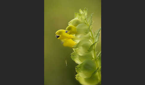 Drüsiger Klappertopf (Rhinanthus rumelicus)