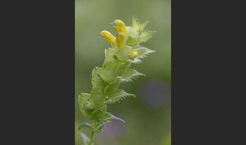 Drüsiger Klappertopf (Rhinanthus rumelicus)