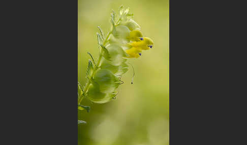 Drüsiger Klappertopf (Rhinanthus rumelicus)