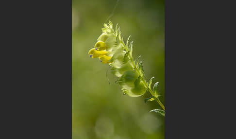 Drüsiger Klappertopf (Rhinanthus rumelicus)