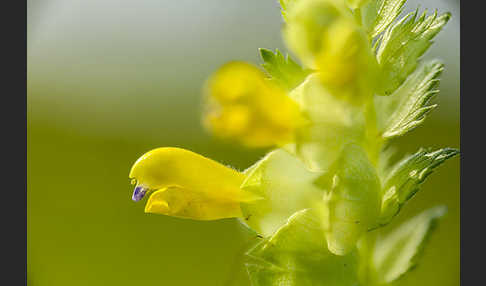 Drüsiger Klappertopf (Rhinanthus rumelicus)