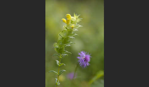 Drüsiger Klappertopf (Rhinanthus rumelicus)