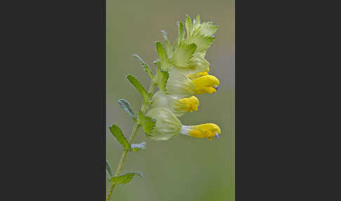 Drüsiger Klappertopf (Rhinanthus rumelicus)