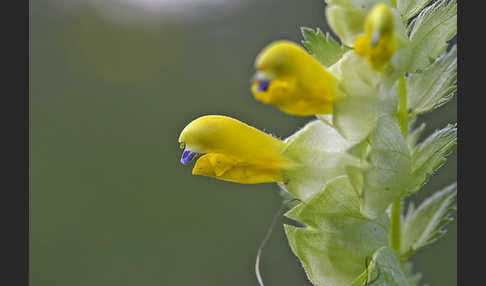 Drüsiger Klappertopf (Rhinanthus rumelicus)