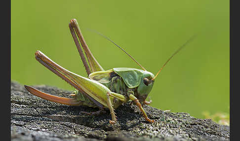 Warzenbeißer (Decticus verrucivorus)