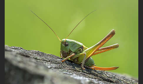 Warzenbeißer (Decticus verrucivorus)