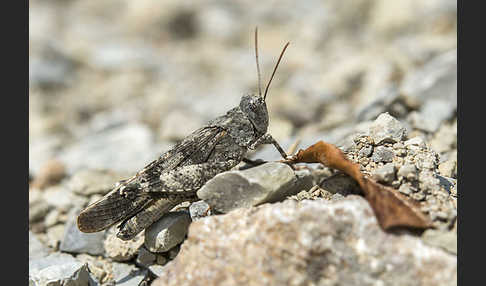 Rotflügelige Ödlandschrecke (Oedipoda germanica)