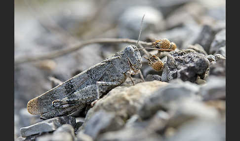 Rotflügelige Ödlandschrecke (Oedipoda germanica)