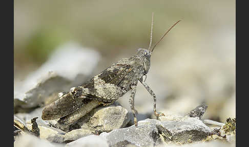 Rotflügelige Ödlandschrecke (Oedipoda germanica)