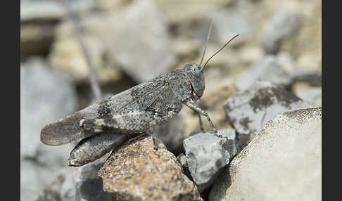 Rotflügelige Ödlandschrecke (Oedipoda germanica)