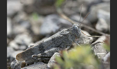 Rotflügelige Ödlandschrecke (Oedipoda germanica)