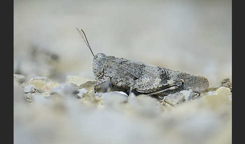 Rotflügelige Ödlandschrecke (Oedipoda germanica)