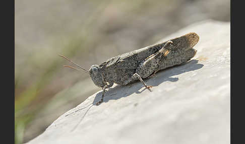 Rotflügelige Ödlandschrecke (Oedipoda germanica)