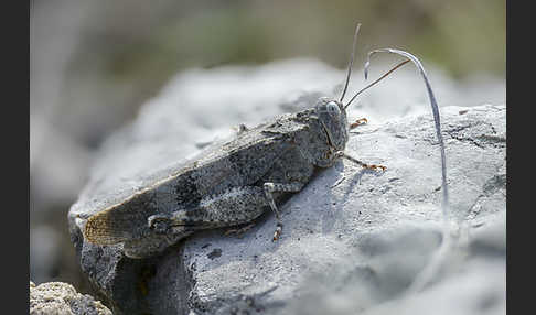 Rotflügelige Ödlandschrecke (Oedipoda germanica)