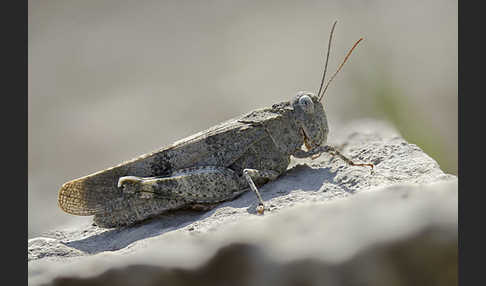 Rotflügelige Ödlandschrecke (Oedipoda germanica)