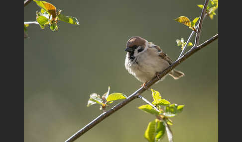 Feldsperling (Passer montanus)