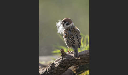 Feldsperling (Passer montanus)