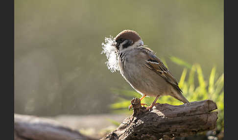 Feldsperling (Passer montanus)