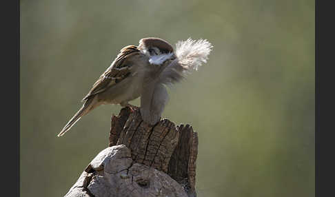 Feldsperling (Passer montanus)