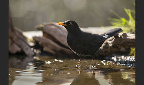 Amsel (Turdus merula)