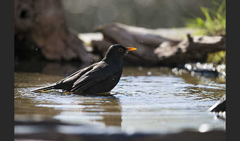 Amsel (Turdus merula)