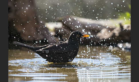 Amsel (Turdus merula)