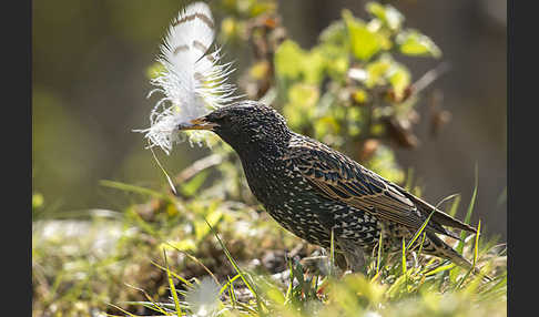 Star (Sturnus vulgaris)