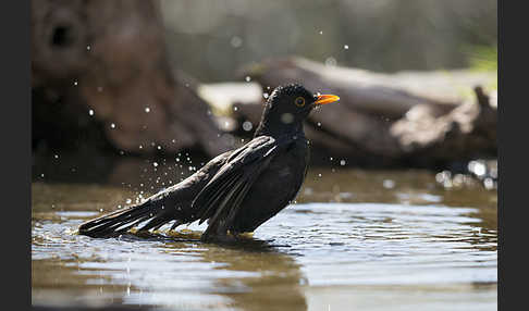 Amsel (Turdus merula)