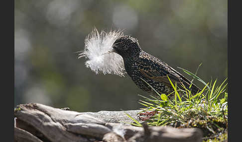 Star (Sturnus vulgaris)