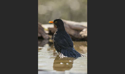 Amsel (Turdus merula)