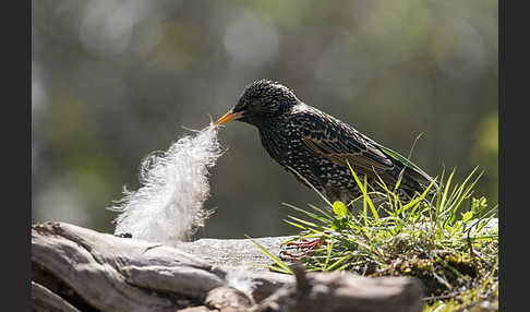 Star (Sturnus vulgaris)