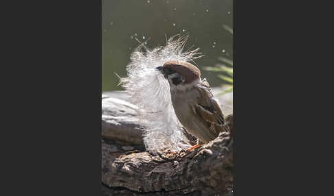 Feldsperling (Passer montanus)