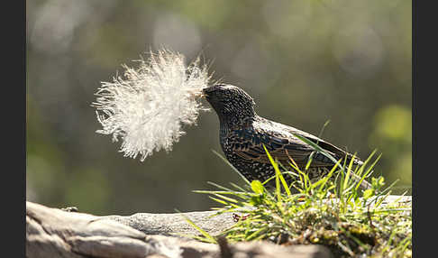 Star (Sturnus vulgaris)