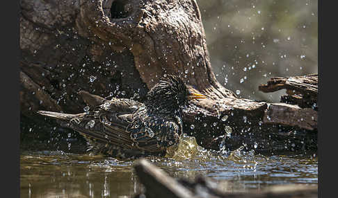 Star (Sturnus vulgaris)