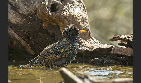 Star (Sturnus vulgaris)