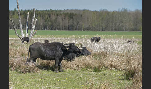 Wasserbüffel (Bubalus arnee)