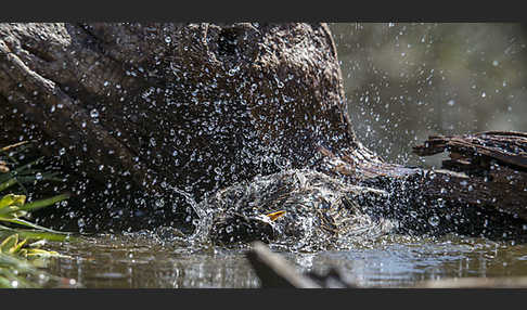 Star (Sturnus vulgaris)