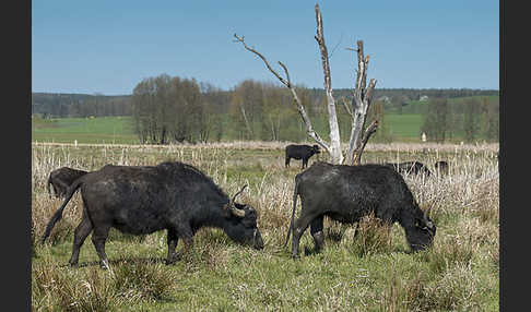 Wasserbüffel (Bubalus arnee)