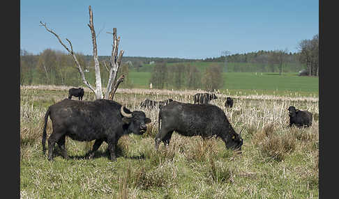 Wasserbüffel (Bubalus arnee)