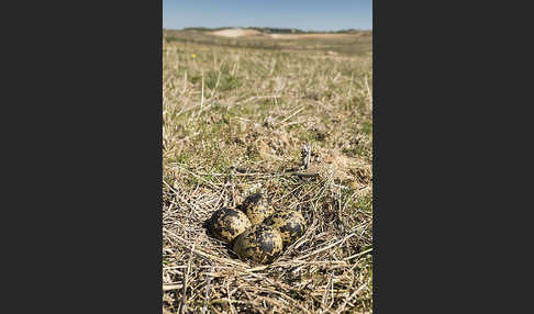 Kiebitz (Vanellus vanellus)