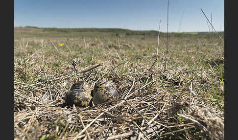 Kiebitz (Vanellus vanellus)