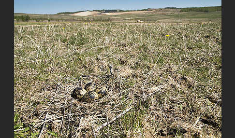 Kiebitz (Vanellus vanellus)