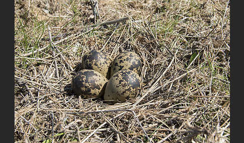 Kiebitz (Vanellus vanellus)