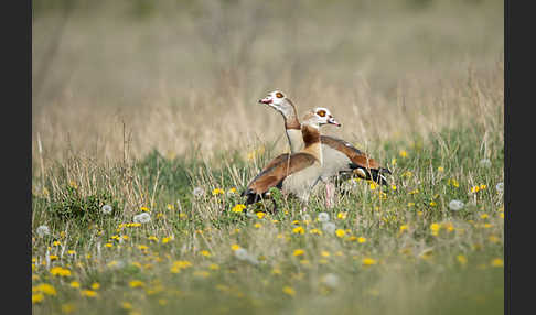 Nilgans (Alopochen aegyptiacus)