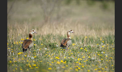 Nilgans (Alopochen aegyptiacus)