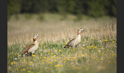 Nilgans (Alopochen aegyptiacus)