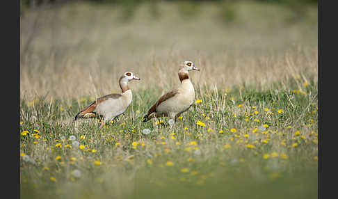 Nilgans (Alopochen aegyptiacus)