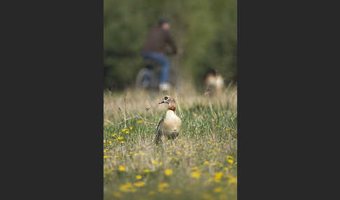 Nilgans (Alopochen aegyptiacus)