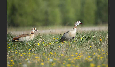 Nilgans (Alopochen aegyptiacus)